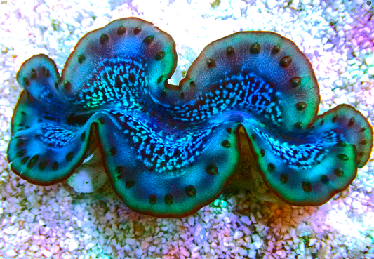 Maxima Clam Ultra, Tridacna maxima