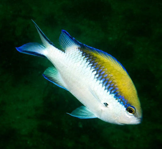 Barrier Reef Chromis, Chromis nitida