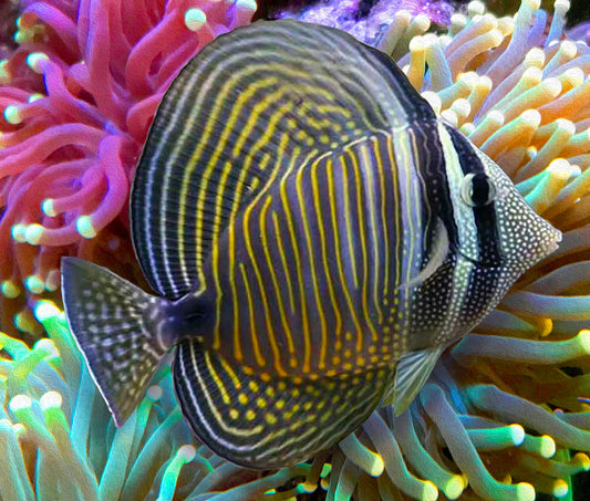 Indian Ocean Sailfin Tang, Zebrasoma desjardini.