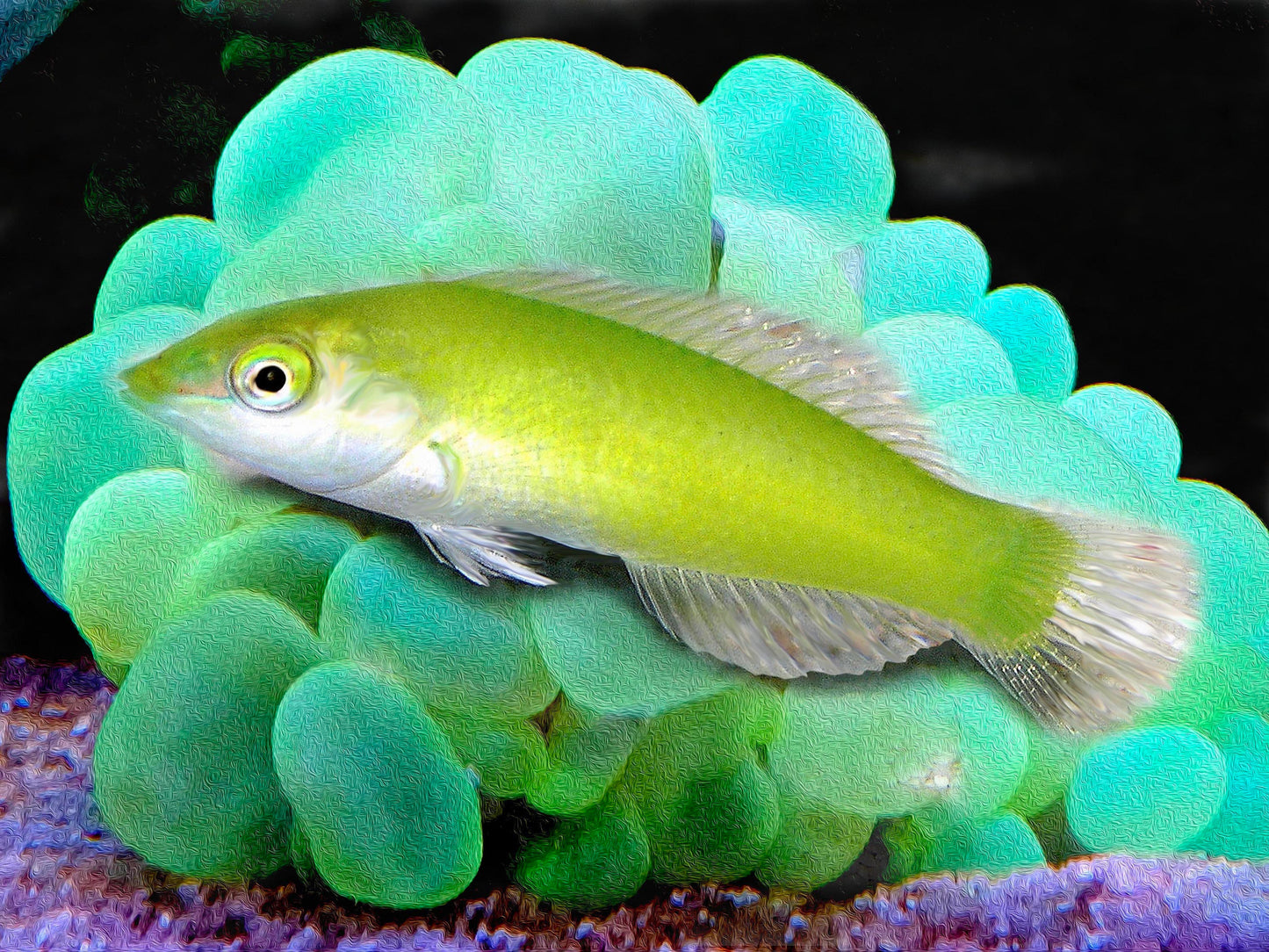 Green Wrasse, Halichoeres Chloropterus