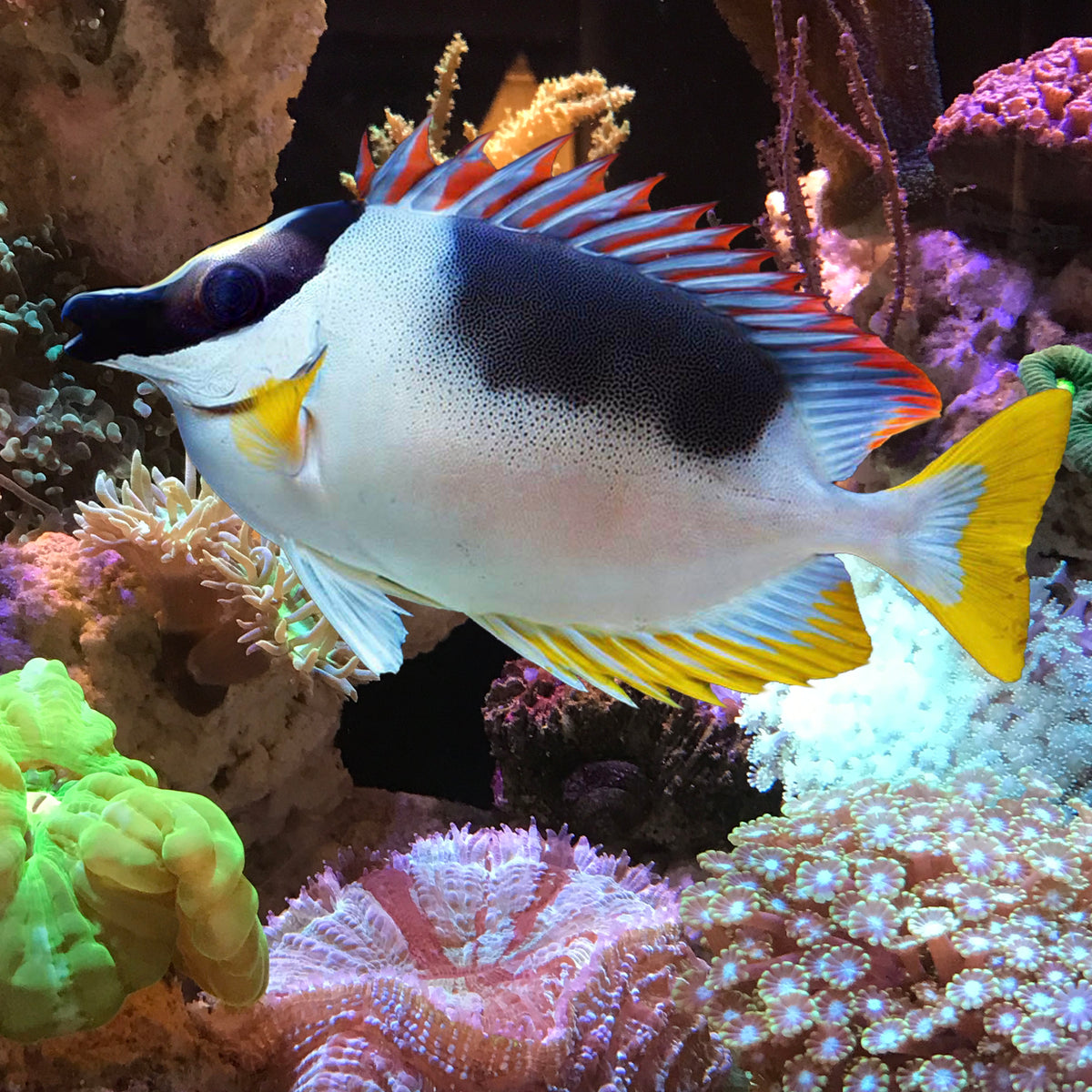 Foxface Reef Magnificent Foxface, Siganus magnificus – The Reef Experience