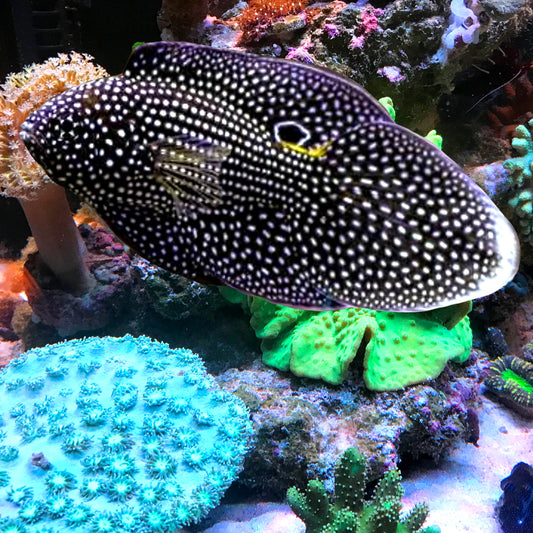 Marine Betta, Calloplesiops altivelis