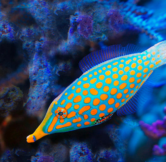 Orange Spot FileFish, Oxymonacanthus longirostris