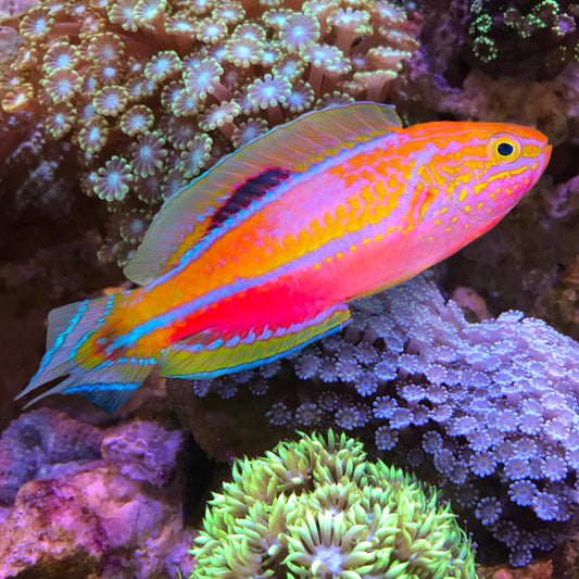 Pintail Dwarf Parrot Wrasse, Cirrhilabrus cf lanceolatus. (Male)