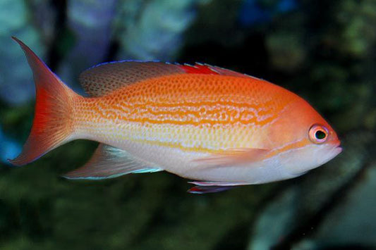 Blood Spot Anthias, Pseudanthias luzonensis
