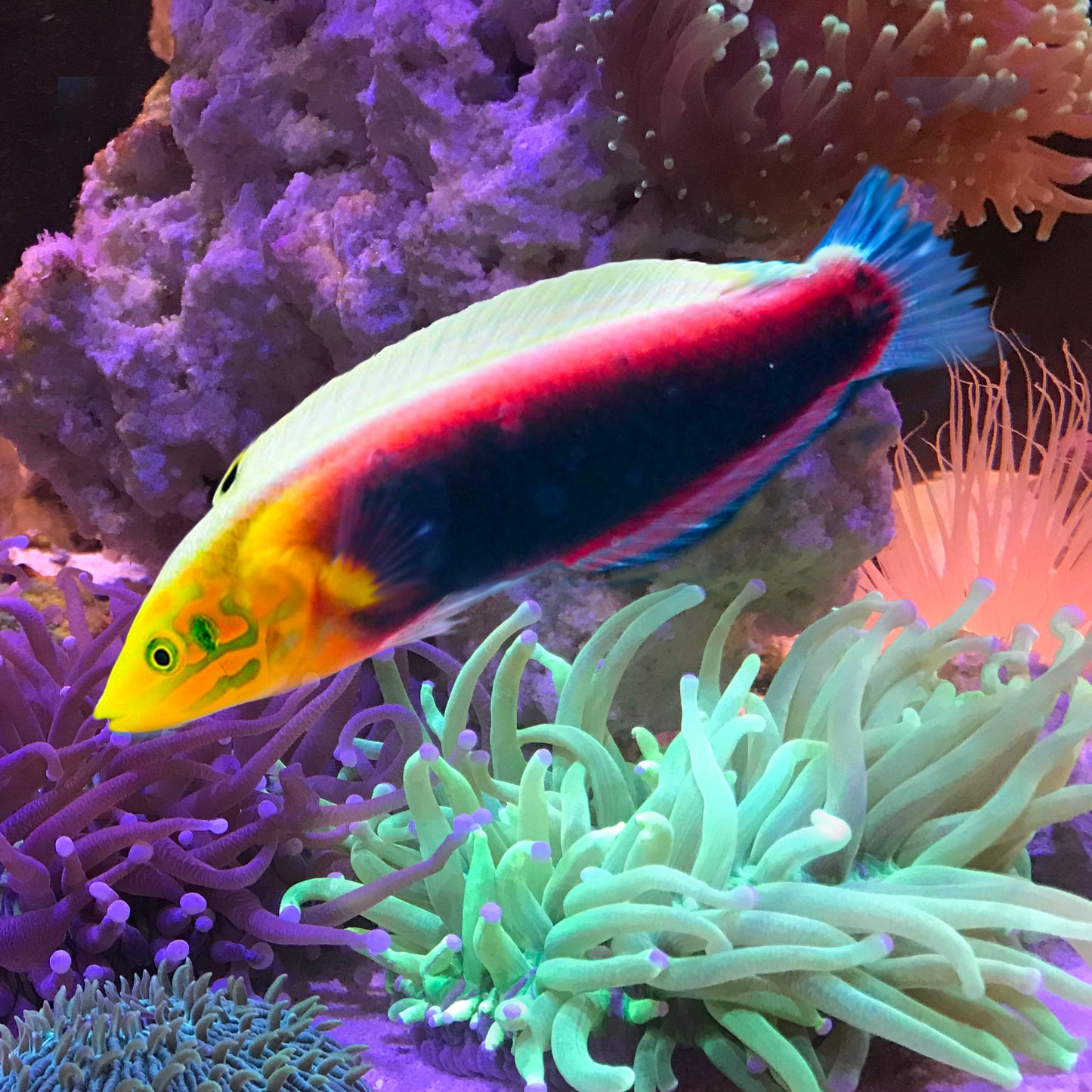 Multicolour Radiant Wrasse, Halichoeres iridis