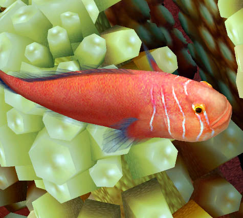 Red Coral Goby (Gobiodon quinquestriatus)