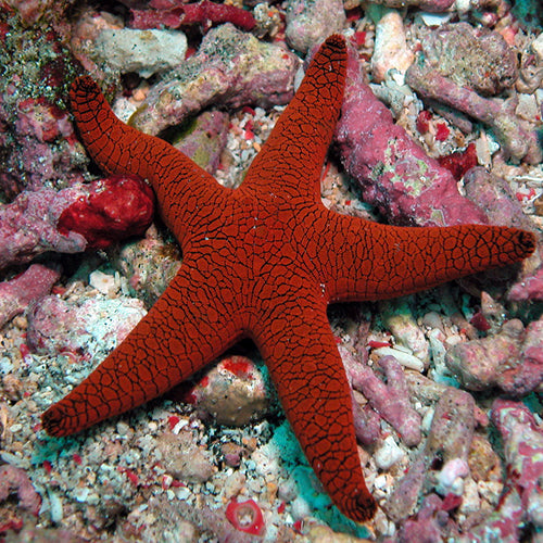Red Starfish, Fromia linkia