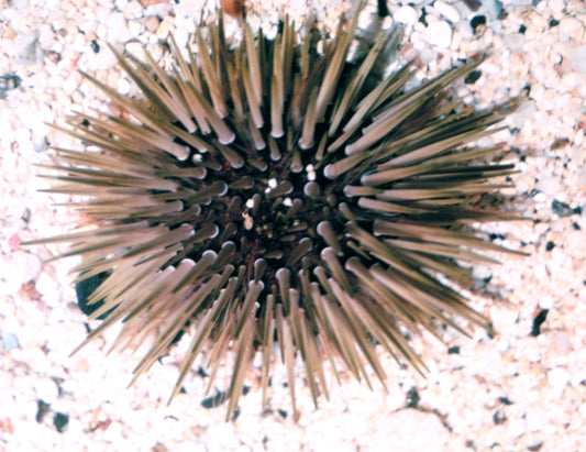 Sea Urchins, Echinometra Sp.
