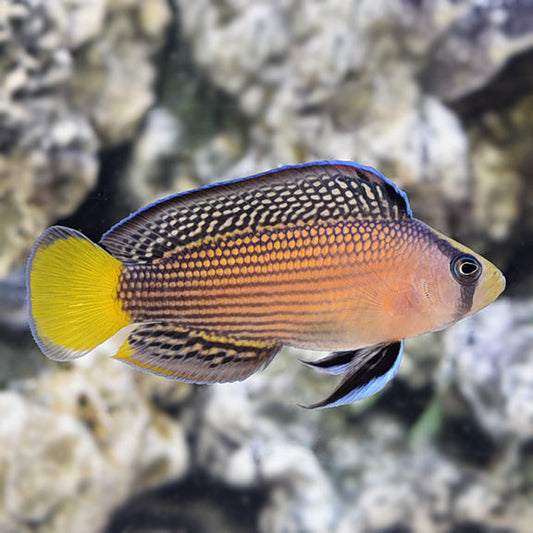 Splendid Gramma, Manonichthys splendens