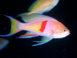 Red Belted Anthias, Pseudanthias rubrizonatus