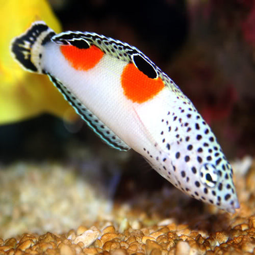 Twin Spot Wrasse (Coris aygula)