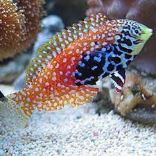 Peacock Wrasse, (Macropharyngodon bipartitus)