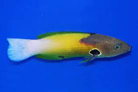 Allen’s Cleaner Wrasse, Labropsis allleni