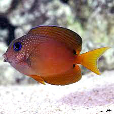 Blue Eyed Kole Tang, Ctenocheatus binotatus