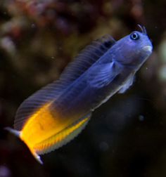 Yellowtail Black Blenny. Ecsenius flavipes.