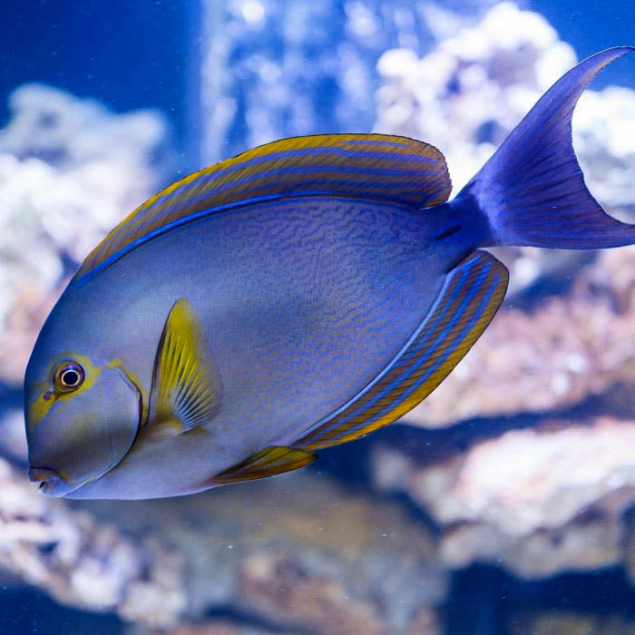 Yellowfin Tang , Acanthurus xanthopterus