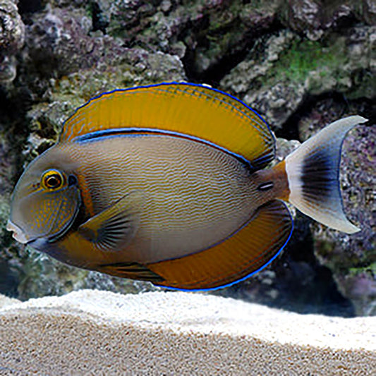 Orange Face Tang Acanthurus bariene