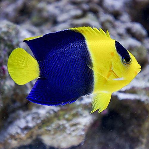 Bicolour Angel, Centropyge Bicolor