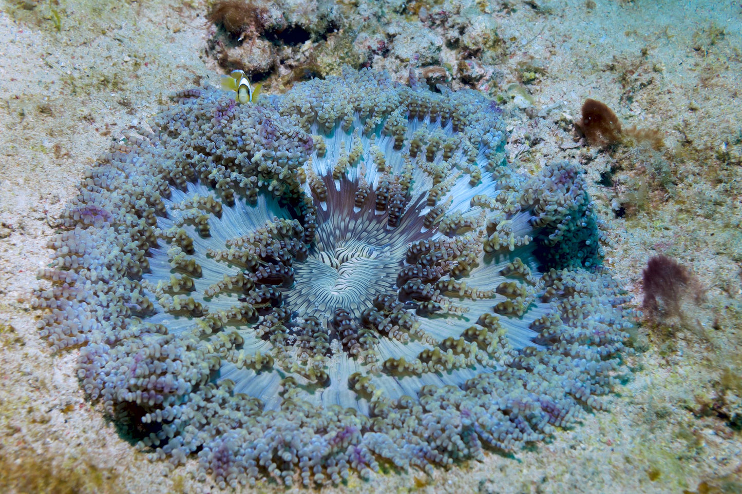 Beaded Sea Anemone, Heteractis aurora