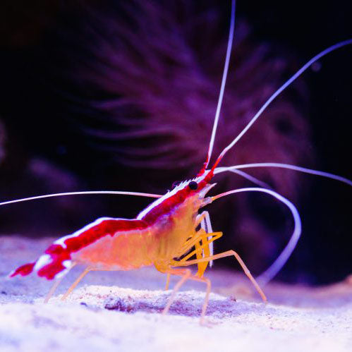 Cleaner Shrimp, Lysmata amboinensis