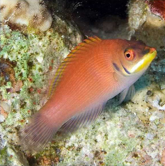 Striated Wrasse, Pseudocheilinus Evanidus