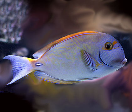 Dussumier Tang, Acanthurus Dussumeri