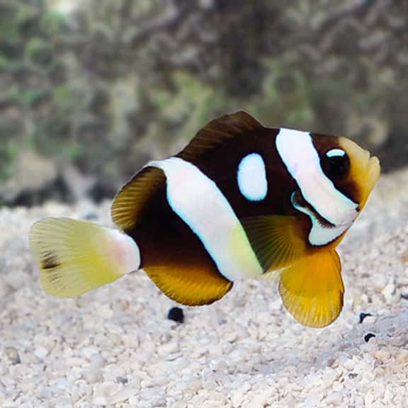 Clarkii Eyelash Clownfish, Amphriprion clarkii (tank bred). pairs
