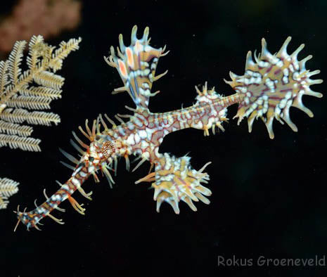 Ghost Pipe Fish, Solenostomus paegnius