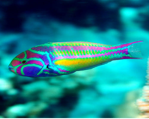 PinkFace/Glorious Wrasse, Thalassoma Quinquevittatum