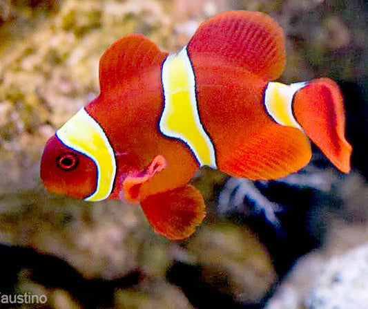 Yellow Banded Maroon Clownfish, Pair