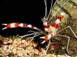 Banded/Boxing Shrimp, Stenopus Hispidus