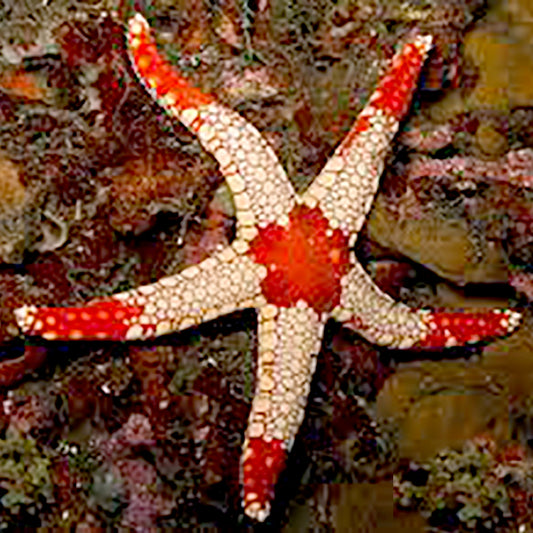 Red elegant starfish,  Fromia nodosa