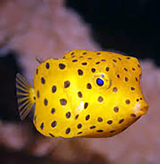 Yellow Boxfish, Ostracion Cubicus