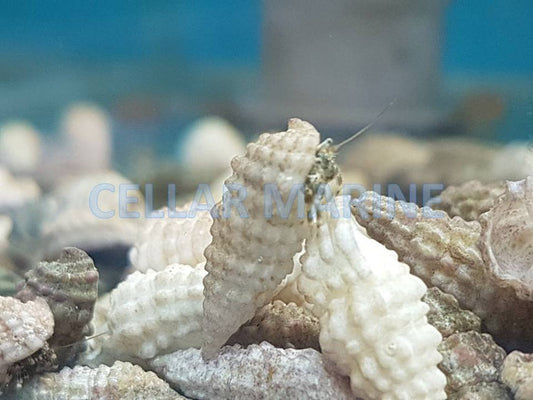 White Hermit Crab, Calcinus sp.