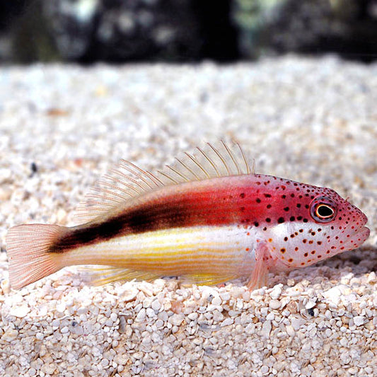 Freckled Hawkfish,  Paracirrhites forsteri