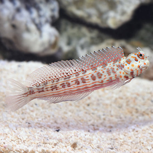 Red Spot Flymo Blenny