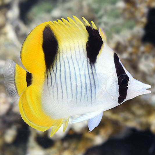 Falcula Butterfly, Chaetodon falcula
