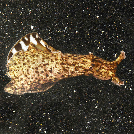 Sea Hare Algae Slugs