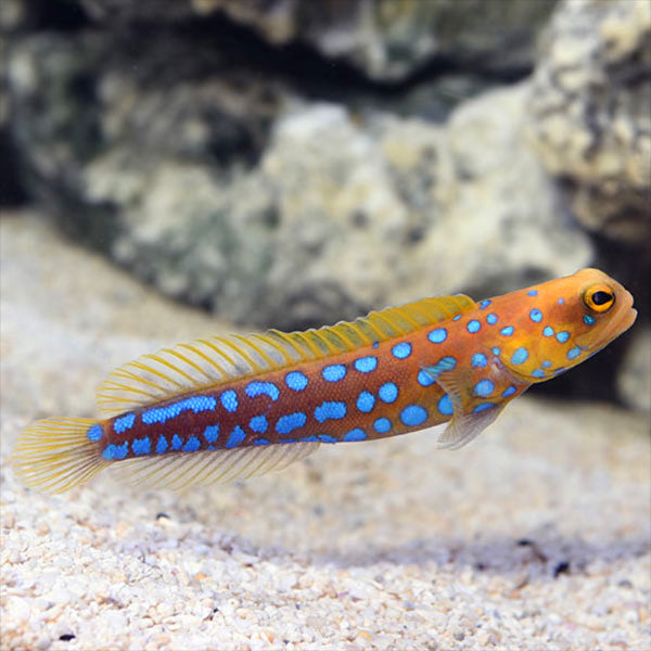 Blue Spotted Jawfish, Opistognathus rosenblatti.