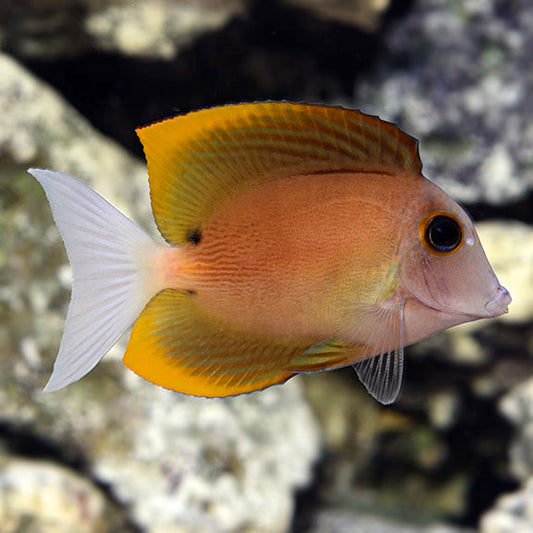 Tomini Tang Ctenochaetus tominiensis