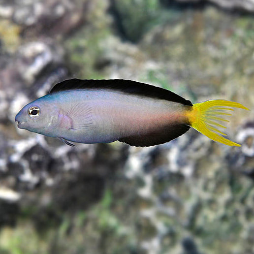 Harptail Blenny, Meiacanthus mossambicus