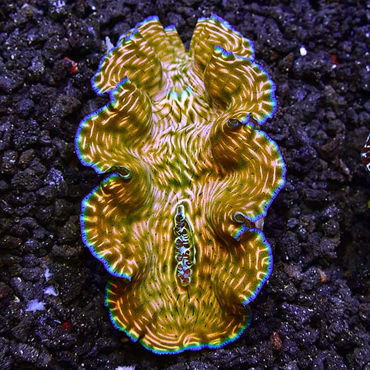 Derasa Clam, Tridacna Derasa