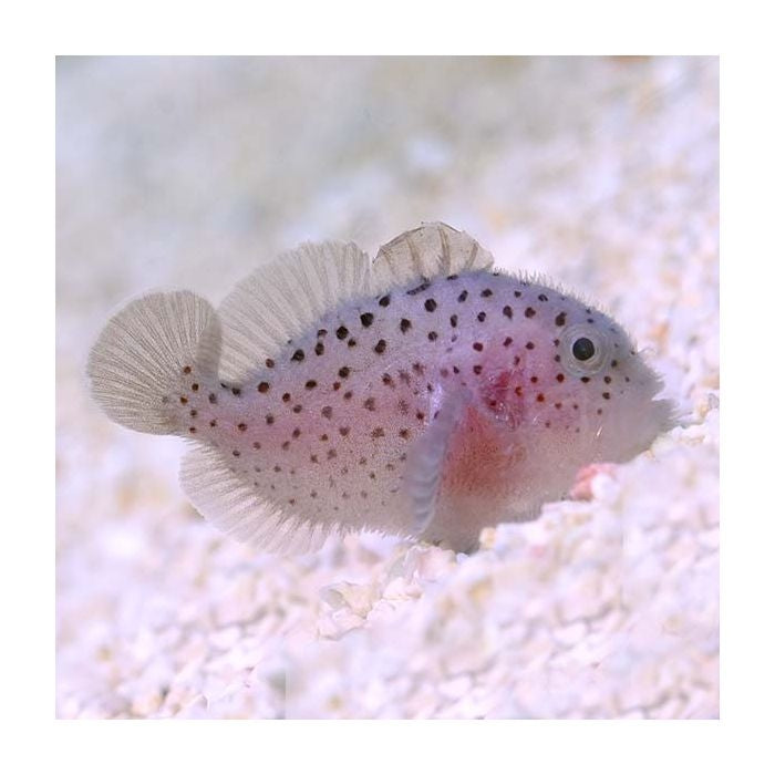 Red Speckled Coral Goby, Caracanthus maculatus