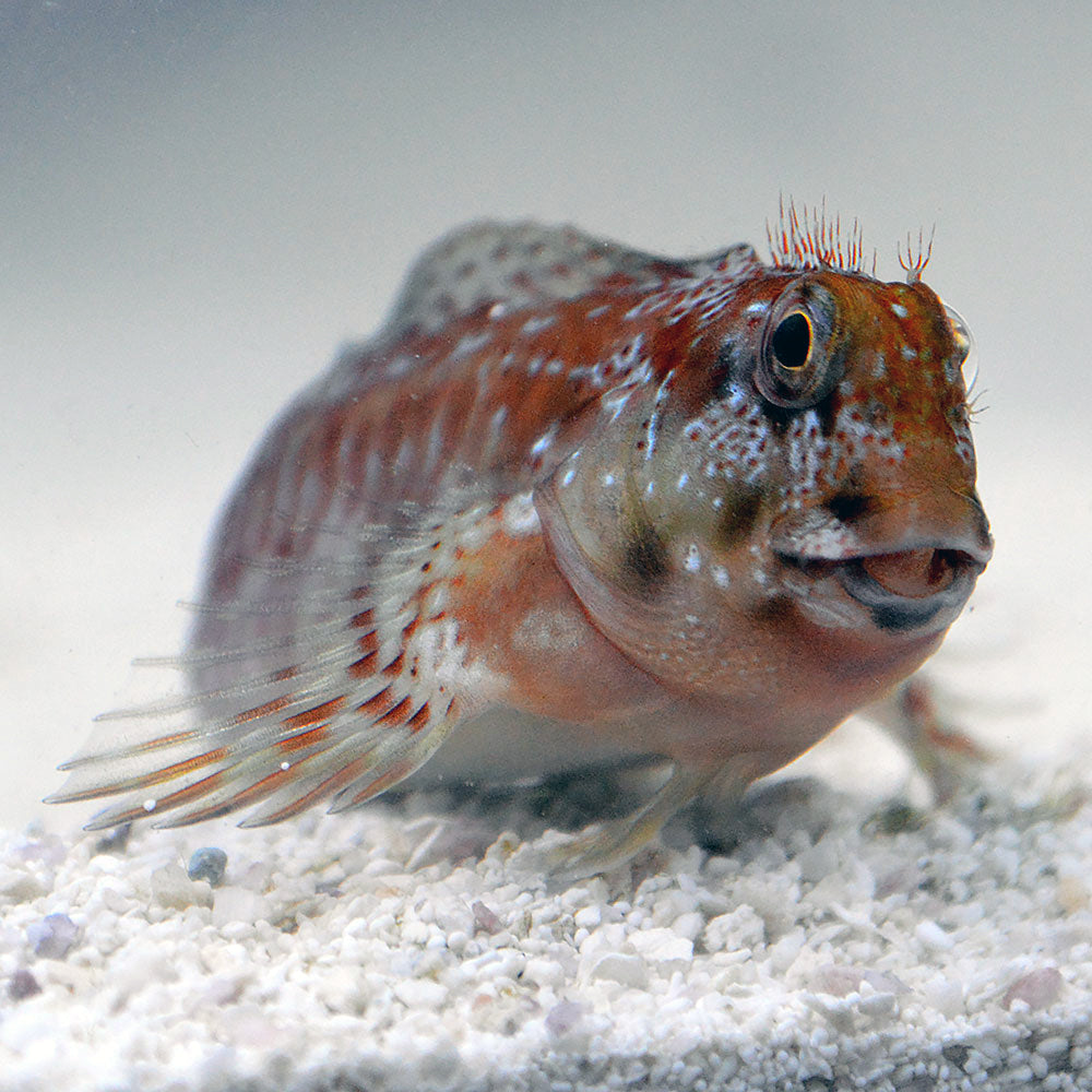 Meiller Fish Molly Miller Blenny, Scartella cristata (tank bred) – The Reef Experience