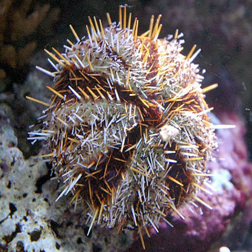 Orange Spine Urchin, Tripneustes gratilla