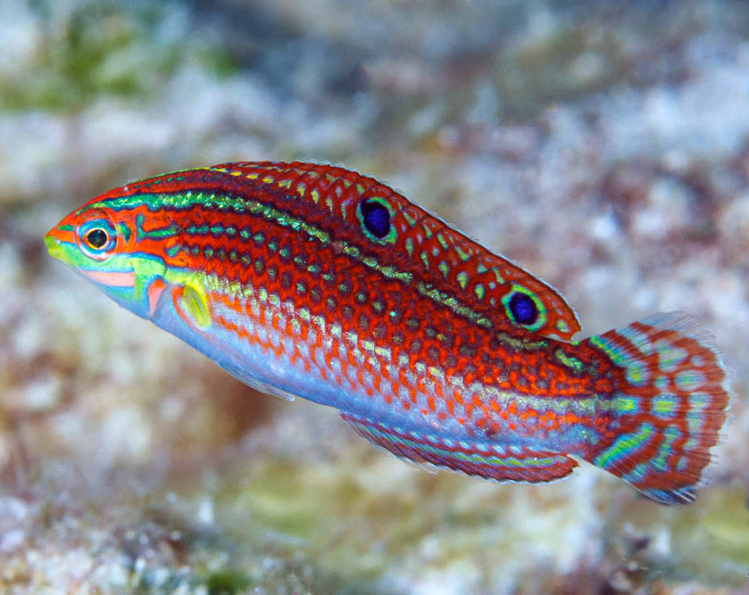 Möwe Rasse Ornate Wrasse, Halichoeres ornatissimus – The Reef Experience