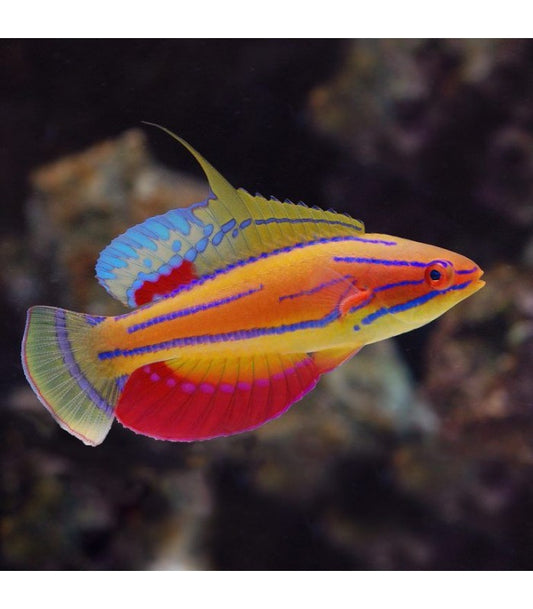McCosker's Flasher Wrasse (Paracheilinus mccoskeri)
