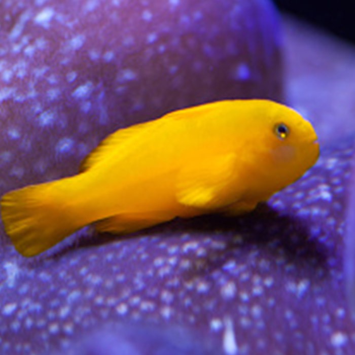 Yellow Coral Goby, Okinawa goby – The Reef Experience
