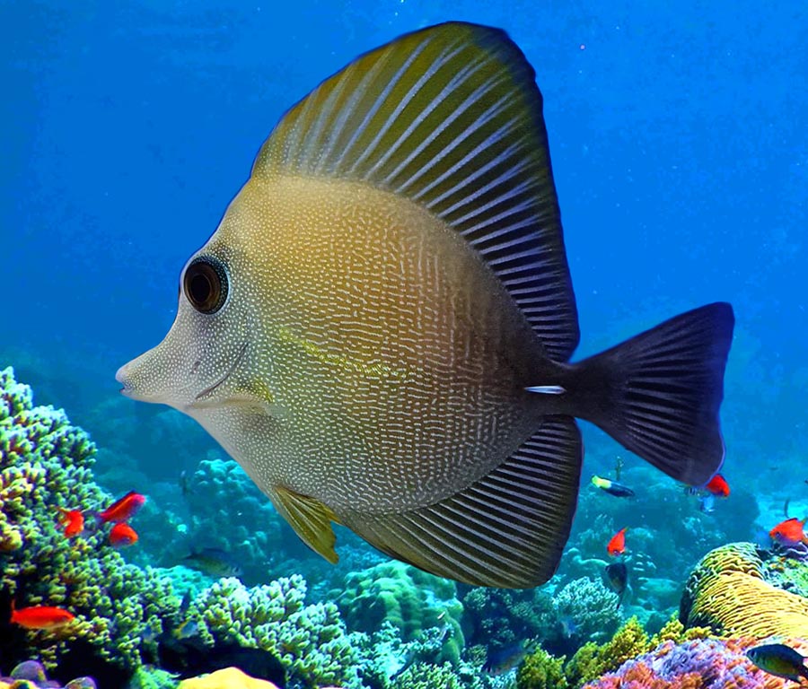 Sailfin Tang Fish